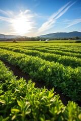 Wall Mural - green field and blue sky