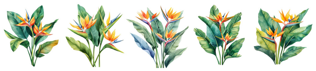 Wall Mural - Tropical watercolor flowers isolated on transparent background. 