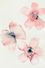 Pink Flowers On A White Background.  Watercolor Paint