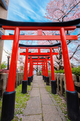 Canvas Print - Rokusonno shrine built in 963, enshrines MInamota no Tsunemoto the 6th grandson of Emperor Seiwa. It's one of the best cherryblossom viewing spots in Kyoto