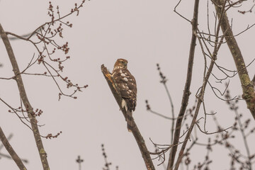 juvenile coopers hawk perched on a tree branch