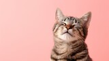 Fototapeta Zwierzęta - smiling tabby cat isolated on Pink Pastel background,  Copy space  banner