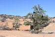 Ziegen auf einem Arganbaum in Marokko