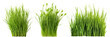 Set of different short vertical piece of green grass cut on a transparent background. Different grass with sprouts, side view, close-up.