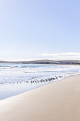 Wall Mural - jenner-by-the-sea-california-west-coast-beach-sandpipers