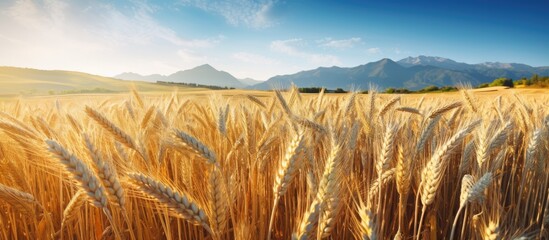 Wall Mural - Mountainside wheat field, ripe golden harvest in organic farm.