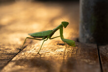 Closeup Of Praying Mantis On A Wooden Table With Red Sunset Light