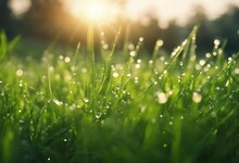Juicy Lush Green Grass On Meadow With Drops Of Water Dew In Morning Light In Spring Summer Outdoors