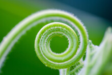 Close Up The Young Shoots Of Plants Curl Into A Spiral That Resembles The Law Of The Golden Ratio.