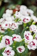 Wall Mural - nice carnation in the garden