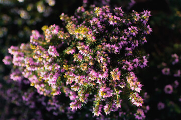 Wall Mural - Pink heather sprigs on a plant in the ground in winter, ericaceae, calluna vulgaris