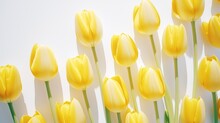 Yellow Tulips On A White Background, Sunny Spring Light Background With Flowers.