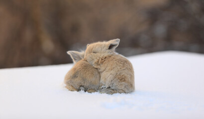 Wall Mural - two small brown rabbits on the snow