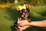 Fototapeta Zwierzęta - A little Yorkshire Terrier Puppy Sits in the arms of a girl against the background of green grass. Cute dog. Copy space for text