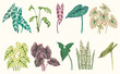 Caladium leaf, flower garden. watercolor vector illustration, exotic plant