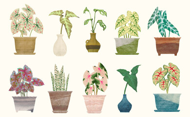 Wall Mural - Caladium leaf, flower garden. watercolor vector illustration, exotic plant