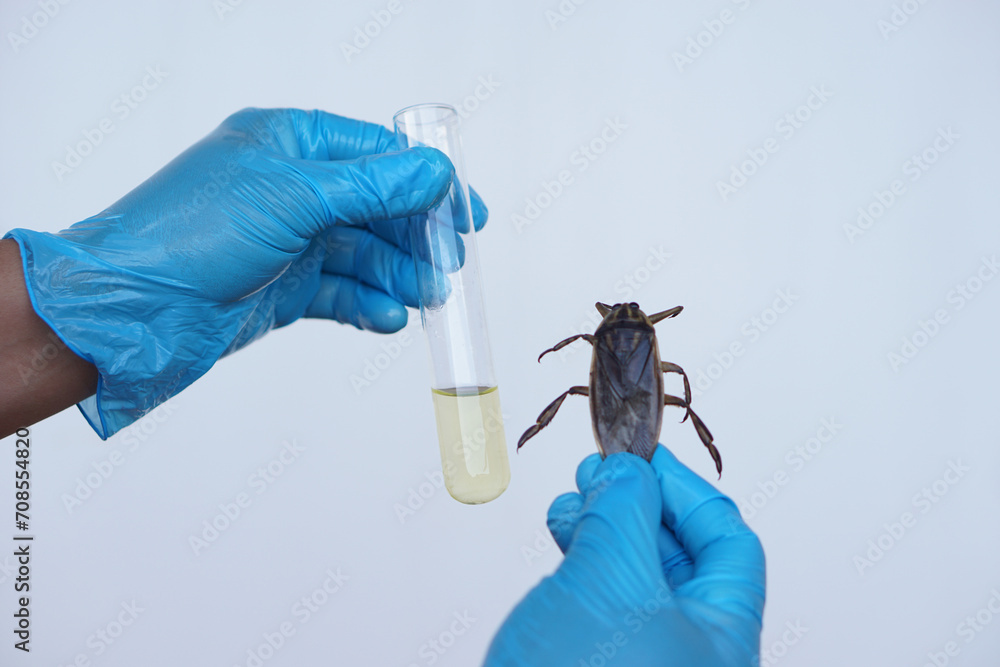 Close up scientist holds giant water bug or pimp to do science ...