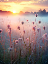 Morning Scene With Dew-covered Field In Pinkish Light