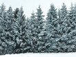 © Lucia - snow covered pine trees