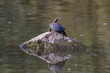 A small Terrapin sitting on a rock in a lake