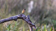 A beautiful Stonechat bird perched on a branch