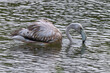 Juvenile flamingo wading in water