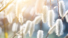 Beautiful Springtime Nature Background From Blooming Willow Branches With Fluffy Catkins In Sunlight. .