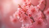 Fototapeta Kwiaty - Cherry Blossoms Close-Up