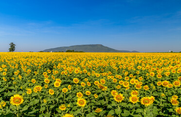 Wall Mural - Beautiful sunflower blooming in sunflower field with blue sky background. Lop buri