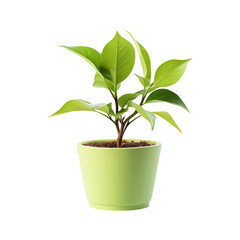 Young green plant in pot isolated on transparent background Remove png, Clipping Path, pen tool