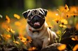 Happy pug with tongue sticking out near yellow flowers in the park.