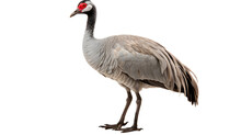 A Majestic Gruidae Crane, With A Striking Red Eye, Gracefully Perches On A Branch By The Tranquil Waters, Its Elegant Beak And Vibrant Feathers Catching The Eye Of Any Nature Lover
