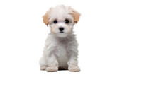 A Playful, Hypoallergenic Cavachon Puppy With A Soft, Snowy Coat Embodies The Perfect Blend Of Loyalty And Cuteness As A Beloved Companion For Any Dog Lover