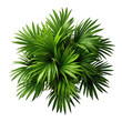 Green areca palm isolated on transparent background. PNG file, cut out