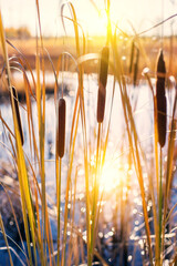 Poster - Autumn landscape with  cattail plant  in swamp at sunset. Autumn colorful scene. Reed plant in the rays of the setting sun.