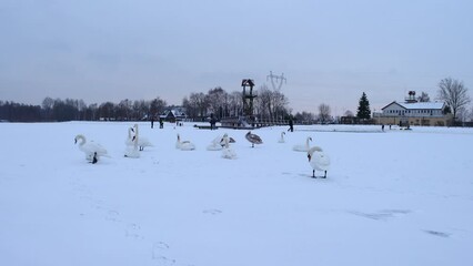 Sticker - Frozen Lake in Dąbrowa Górnicza, Poland