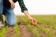 © maxbelchenko - Farmer holds a young green wheat sprouts in his hands checking the quality of the new crop. Agronomist analysis the progress of the new seeding growth. Concept of gardening, ecology.