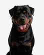 cutout picture of adorable rottweiler panting with tongue outside