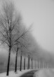 The Rithm of Winter Mist