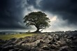 A solitary tree standing against a dramatic backdrop of storm clouds