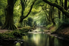 Quiet Forest Stream Winding Through A Dense Canopy Of Trees