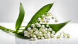 Isolate Lily of Valley