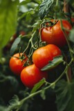 Fototapeta Kuchnia - Fresh and vibrant tomatoes growing on a vine. Perfect for use in recipes, food blogs, or gardening articles