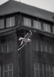 Fototapeta Łazienka - gull flying in the city