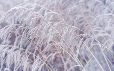 Wall Mural - Winter background. Frozen reed plant.  Winter fairytale scene. Delicate natural background. Beautiful winter scene