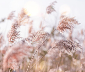 Wall Mural - Reed thickets at sunset. Pampas plant outdoor in sun light. Reed plant in pastel colors.