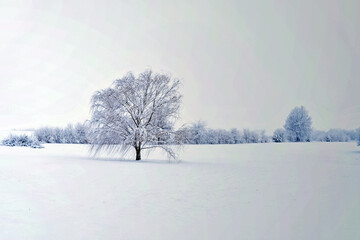 Poster - Tree in a Snowy Field