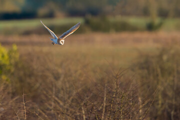 Barn Owl at Sunset over farmers field and forest