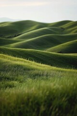 Poster - A single sheep stands alone in a field of lush green grass. This image can be used to represent solitude, individuality, or the beauty of nature