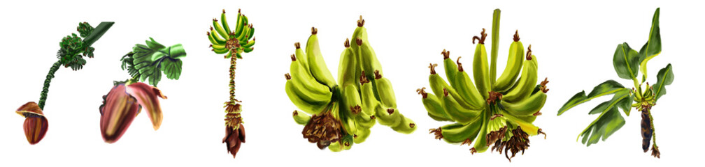 Collection of watercolor botanical illustrations depicting a bunch of green bananas on a tree. Set of hand-drawn bunch of banana tree.